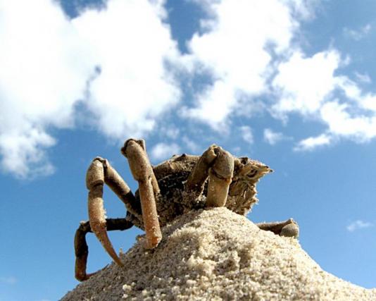 King Crayfish in a Castle (12)